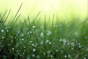 Summertime dew